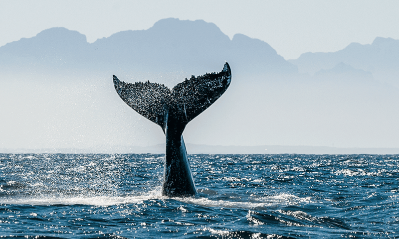 On whale poo and carbon offsetting as a service